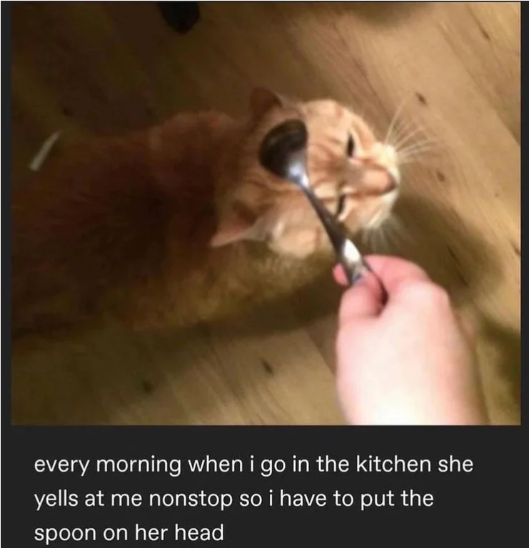Kitten Spoon